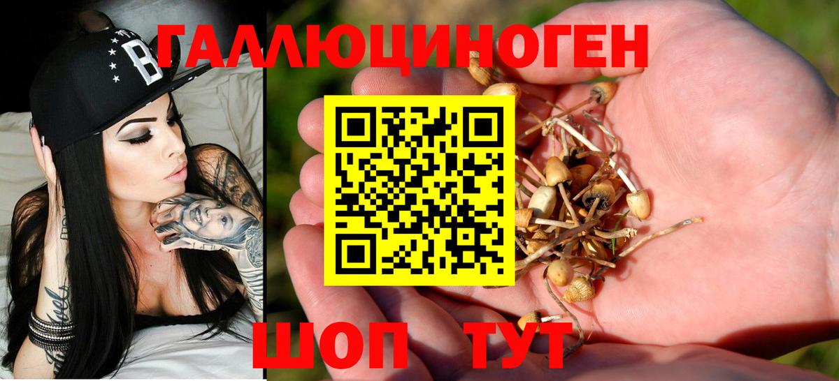 Галлюциногенные грибы Psilocybe Котовск